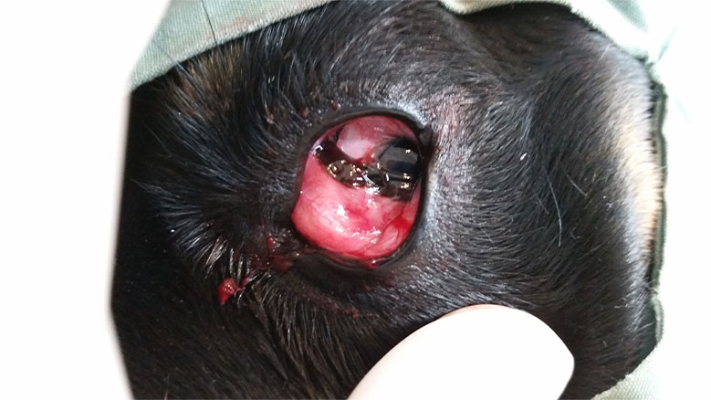 cherry eye in dogs surgery cost