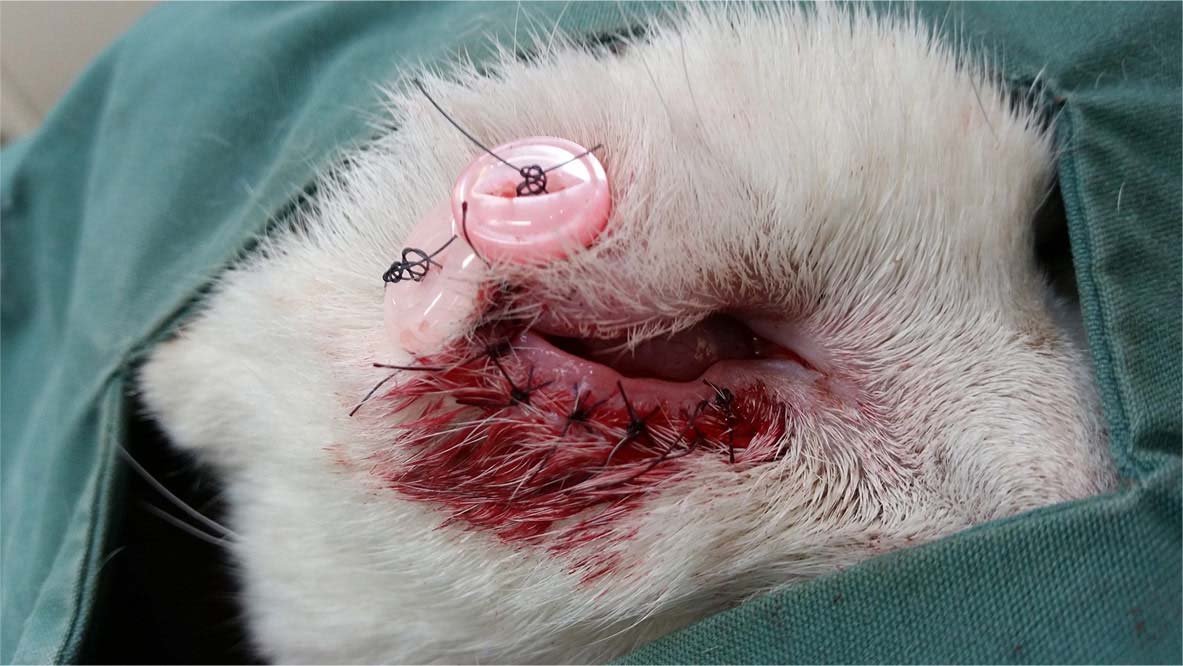 corneal ulcer surgery in cat