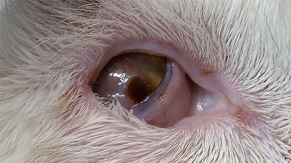 corneal ulcer in cat