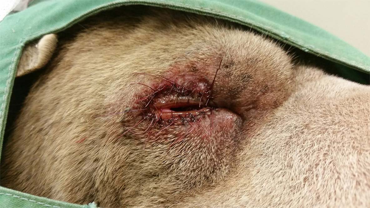 what is entropion surgery on a dog