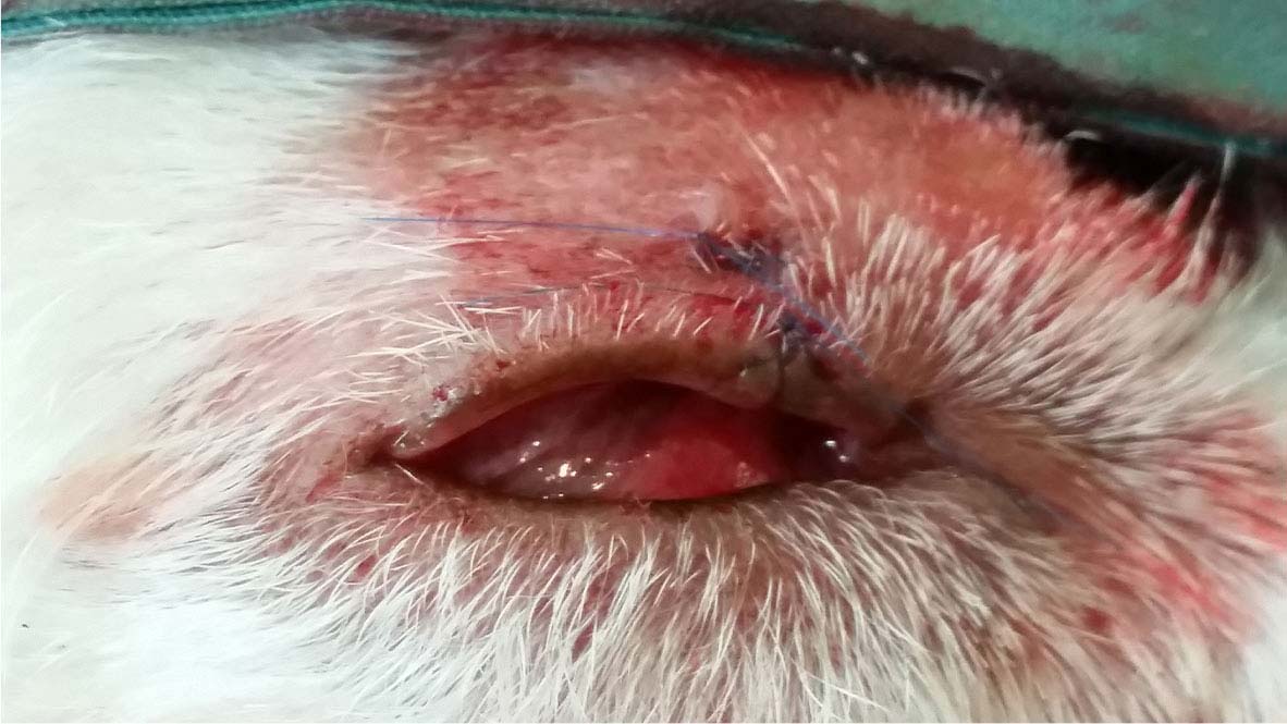 meibomian gland cancer in dogs