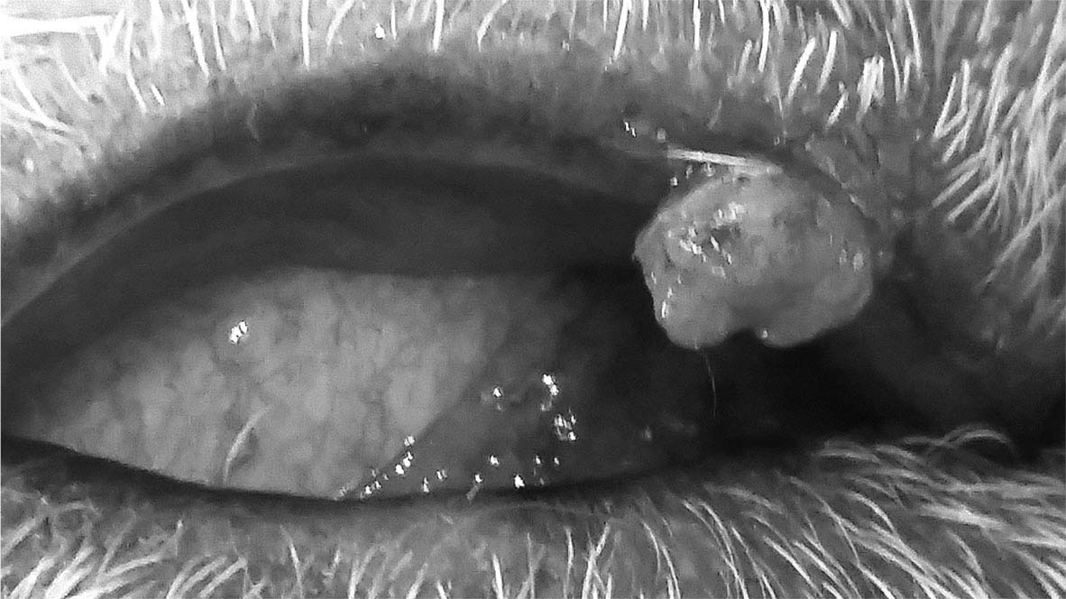 meibomian gland tumours in dogs
