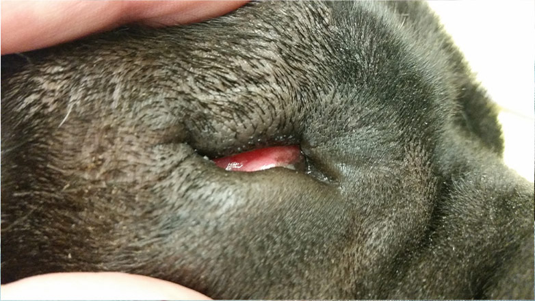 dog eye surgery